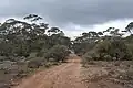 Dirt road running through the park