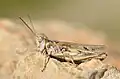 D. cf. jagoi male