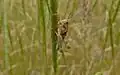 Fourth instar