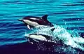 Delphinus delphis
