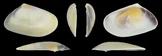 Donax trunculus trunculus var. flaveolus right valve
