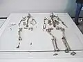 Skeletons from Oberkassel, c.11,000 BC[4]