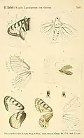Rebel's reconstruction