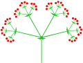 Compound (triple) umbel