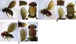 Drosophila