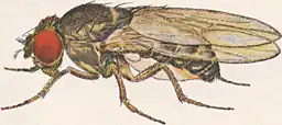 Image 23Male Drosophila pseudoobscura (from Speciation)