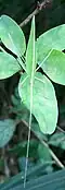 Ducetia japonica