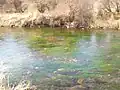 A section of DePuy Spring Creek
