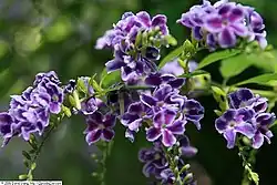 'Saphhire Blue' cultivar