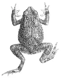Dorsal view