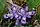 Iris lacustris, dwarf lake iris, Peninsula State Park