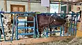 Beautiful cows.