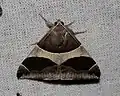 Dysgonia torrida