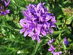 Clustered bellflower