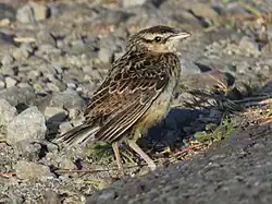 Juvenile – Panama