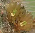 Light yellow flowers