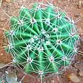 Plant with long spines