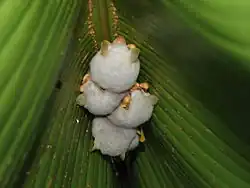 White bats