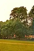 Scotch elm, The Meadows, 1989