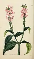 "P. quadrangularis" (synonym of P. vitellinus)
