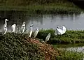 Eastern cattle egret