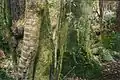 E. holopetalus (left) and southern sassafras (right) near Nimmitabel