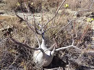 Elephants foot plant at Isalo National Park