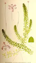 Illustration showing leaf and flower detail