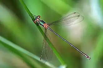 Immature male