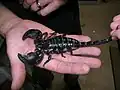 P. imperator is very docile and tolerant of human contact.