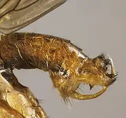 Empis punctata North Wales