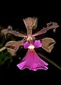 Encyclia cordigera flower