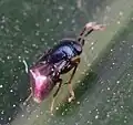 Pentelicus sp.