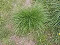 Single plant