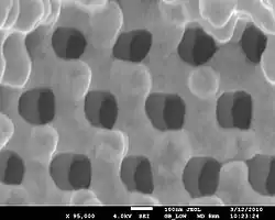 Electron micrograph of the three-dimensional photonic crystals within the scales on Entimus imperialis weevil