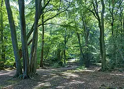 Sunlight streams through the green leaves of tall trees in a forest, through which a narrow metalled road snakes.