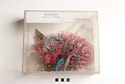 Equine kidney.