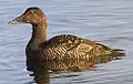 Female