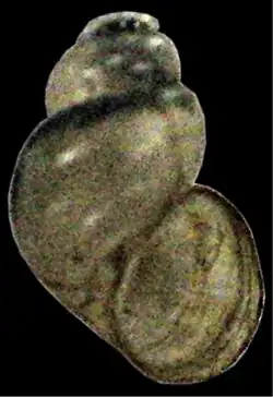 A small snail shell