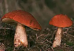 Red cap mushroom