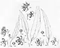 illustration by Margaret Flockton