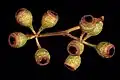 fruit