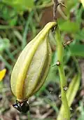 'Fruit' of Eulophia speciosa