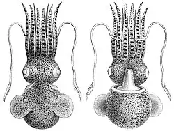 E. stenodactyla