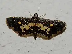 Eurrhyparodes bracteolalis