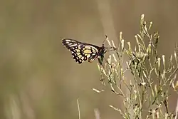 Euryades corethrus