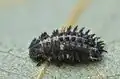 Larva