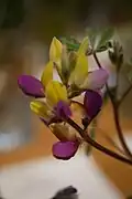 Lupinus stiversii (harlequin lupine)