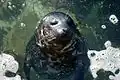 Pacific Harbor seal (Phoca vitulina richardii)
