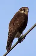 Adult, Tasmania
